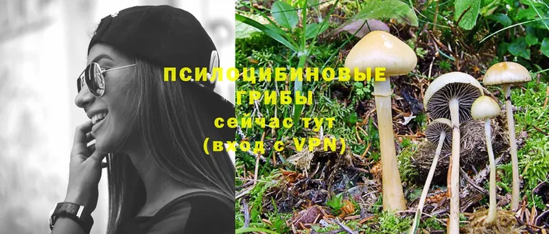 Псилоцибиновые грибы Psilocybe  где можно купить наркотик  Электросталь 